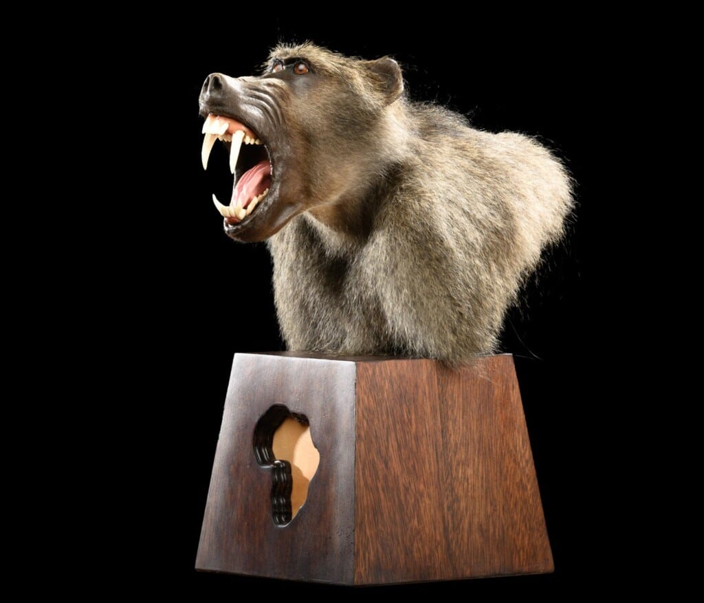 Baboon Pedestalmount Africa shape with Skin Inlay 20220805 0027