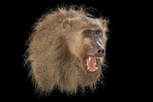 Baboon Shouldermount 20220824 0028
