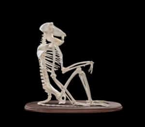 Baboon Skeleton Custom Base 20180801 0034