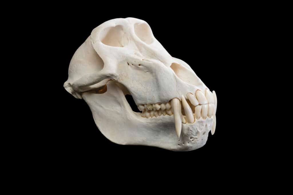 Baboon Fullskull 20220824 0032