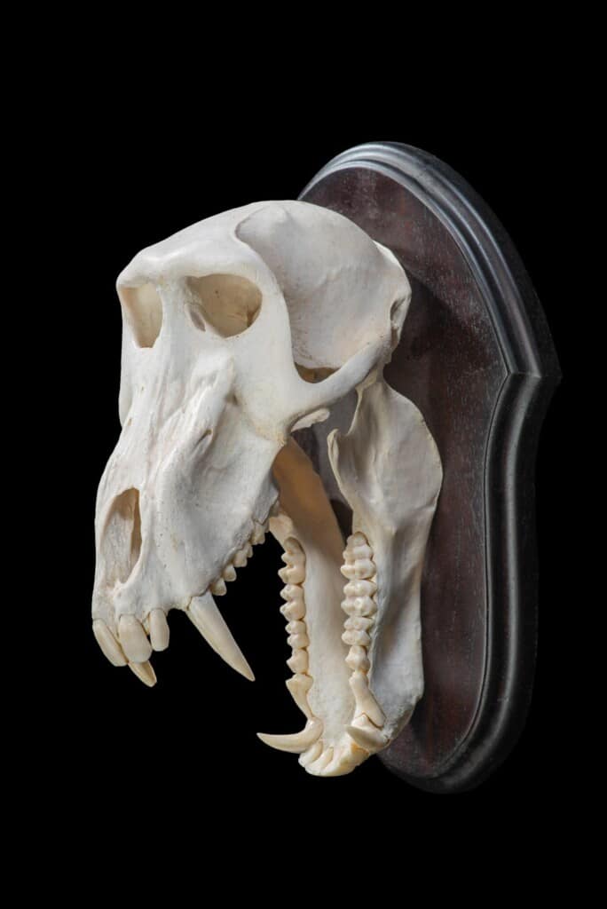 Baboon Fullskull Shieldmount 20220824 0033