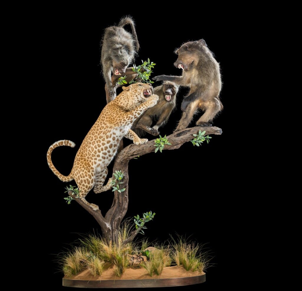 Leopard and Baboon Fullmount Combination 20170717 0807