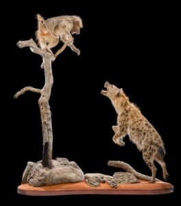 Spotted Hyena and Baboon Fullmount Combination 20190723 0563