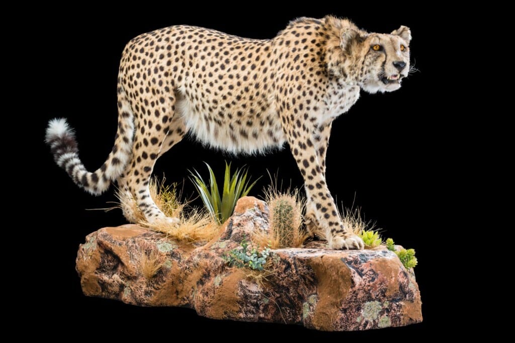 Cheetah Fullmount Wall Display 20170717 0134