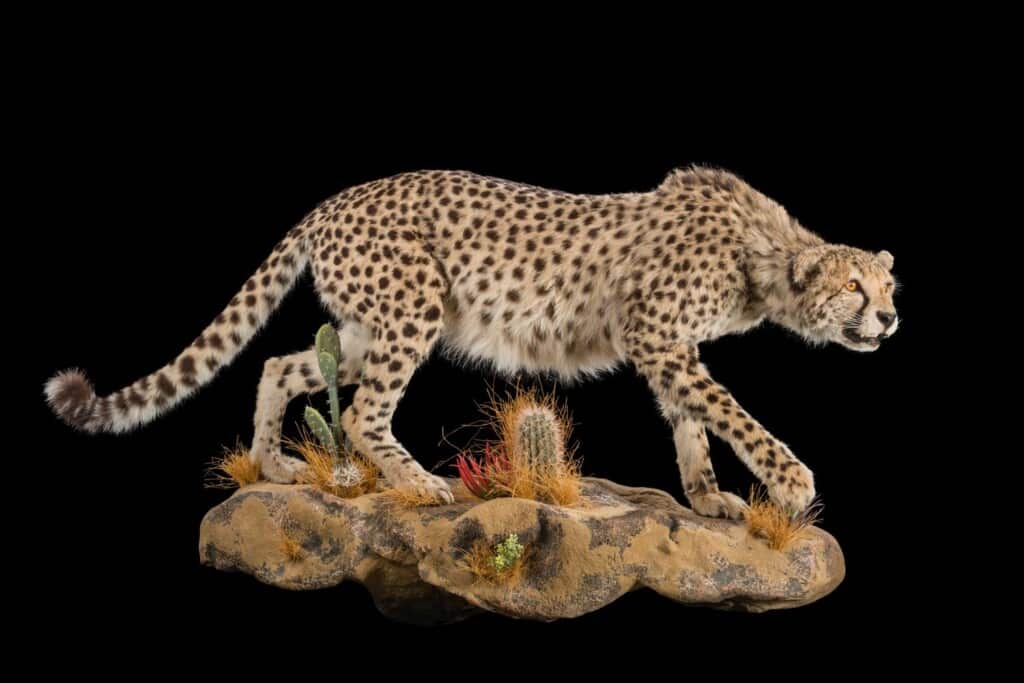 Cheetah Fullmount Wall Display 20180626 0135