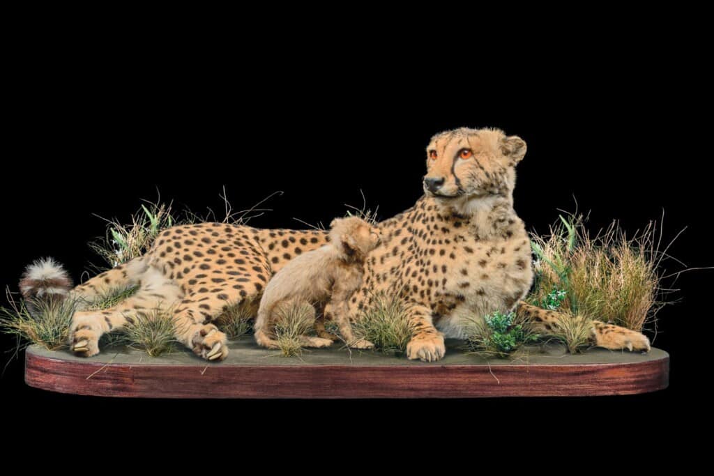 Cheetah and Cub Fullmount Combination 20220830 0133