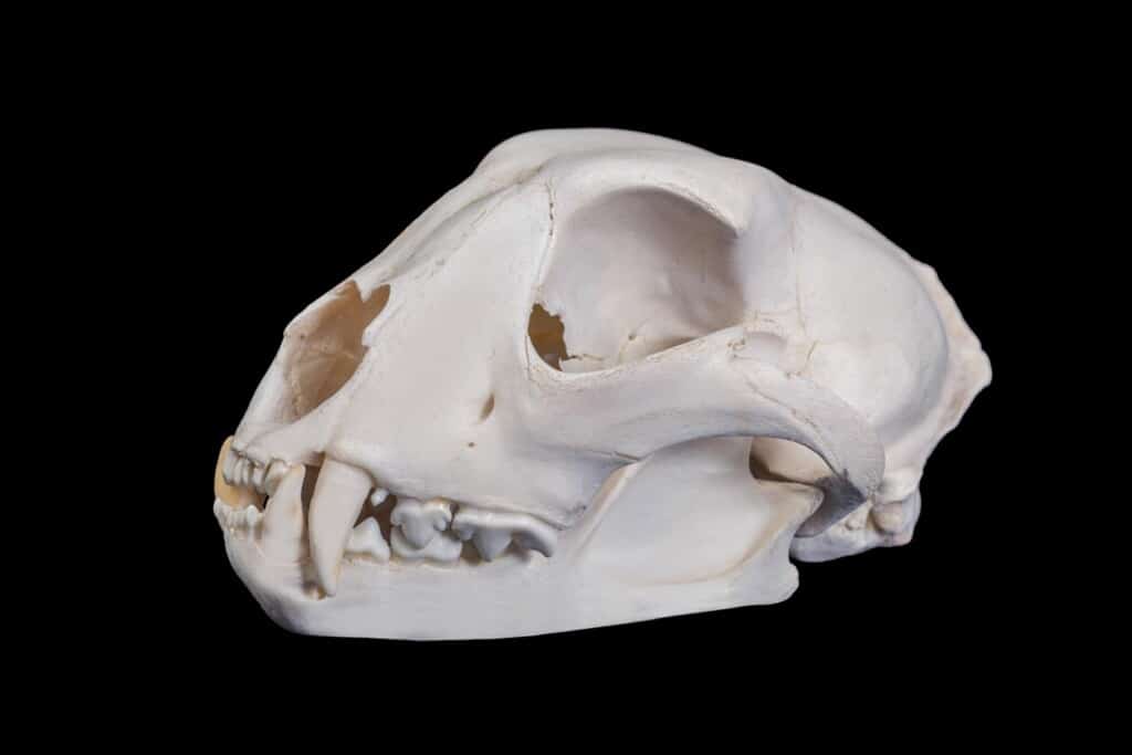Cheetah Fullskull with Jaw 20170818 0138