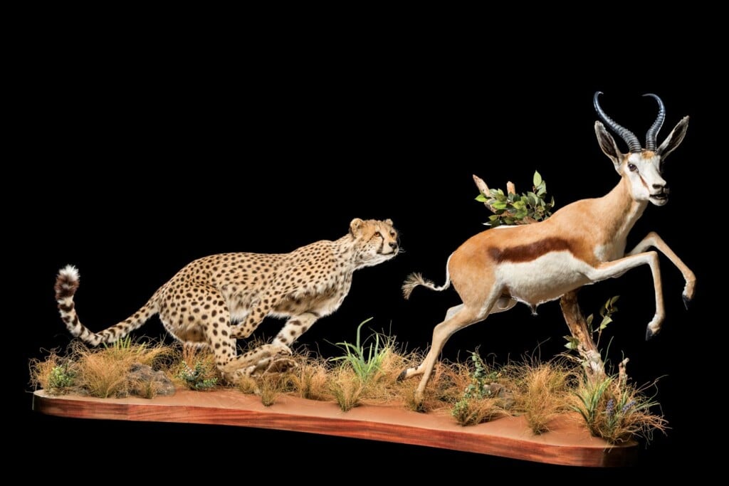 Cheetah and Springbuck prey Fullmount Combination 20220830 0136