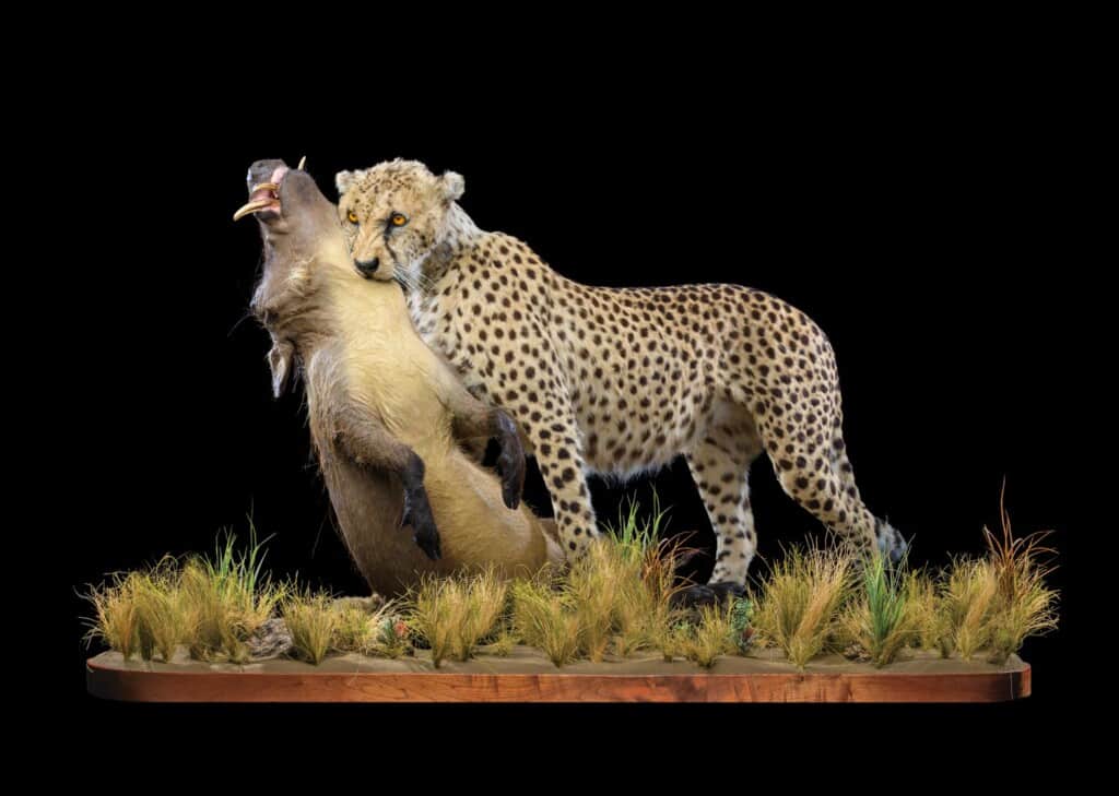 Cheetah and Warthog prey Fullmount Combination 20171019 0154