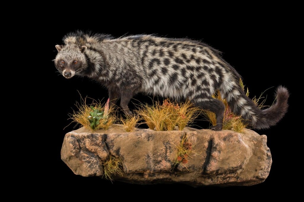Civet Fullmount L/T Wall Display 20180626 0182