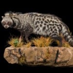 Civet Fullmount L/T Wall Display 20180626 0182