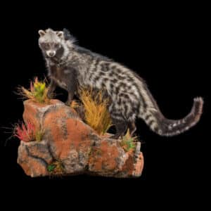 Civet Fullmount L/T Wall Display 20180626 0183