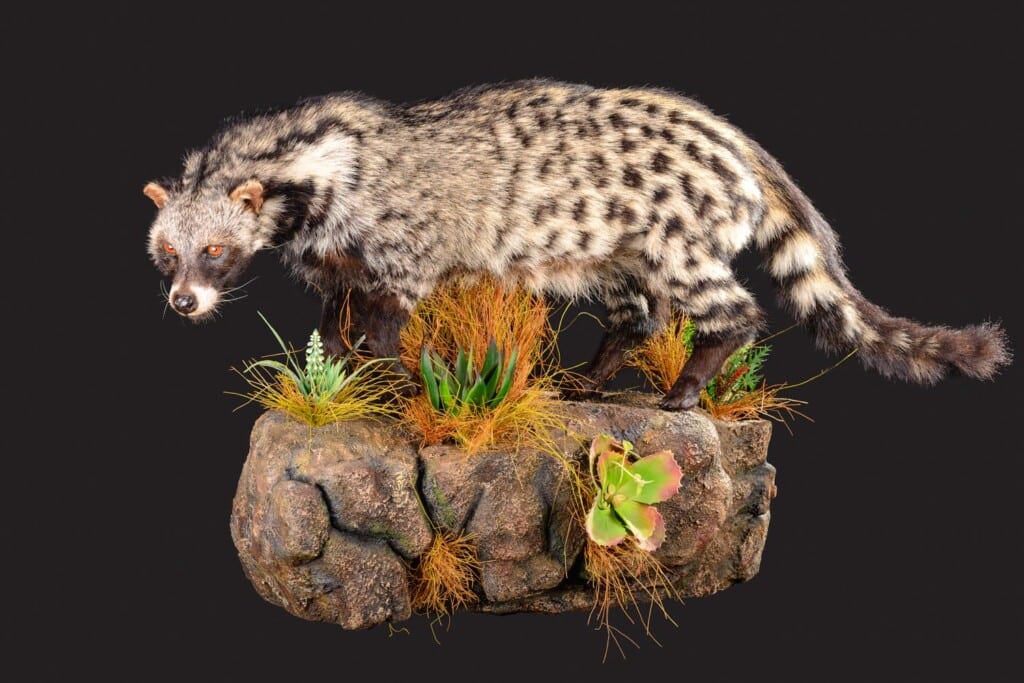 Civet Fullmount L/T Wall Display 20220830 0181