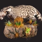 Civet Fullmount L/T Wall Display 20220830 0181