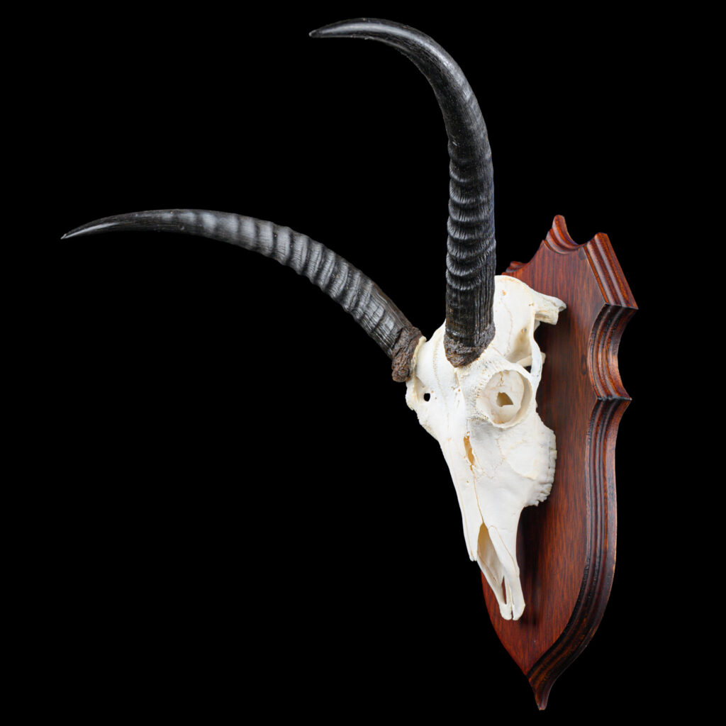 Common Reedbuck Fullskull Shieldmount 20250415 72946