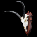 Common Reedbuck Fullskull Shieldmount 20250415 72946