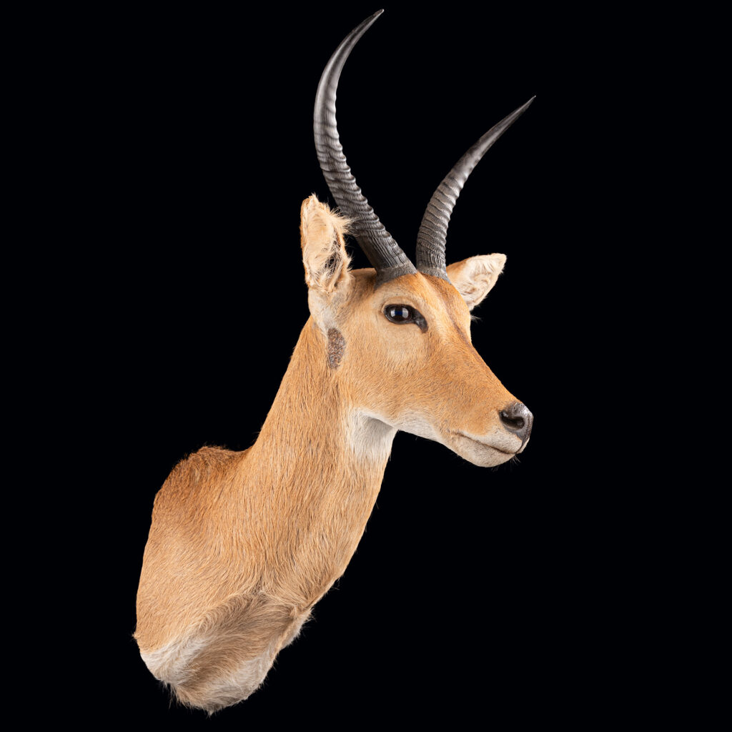 Common Reedbuck Shouldermount STR 20250423 72950