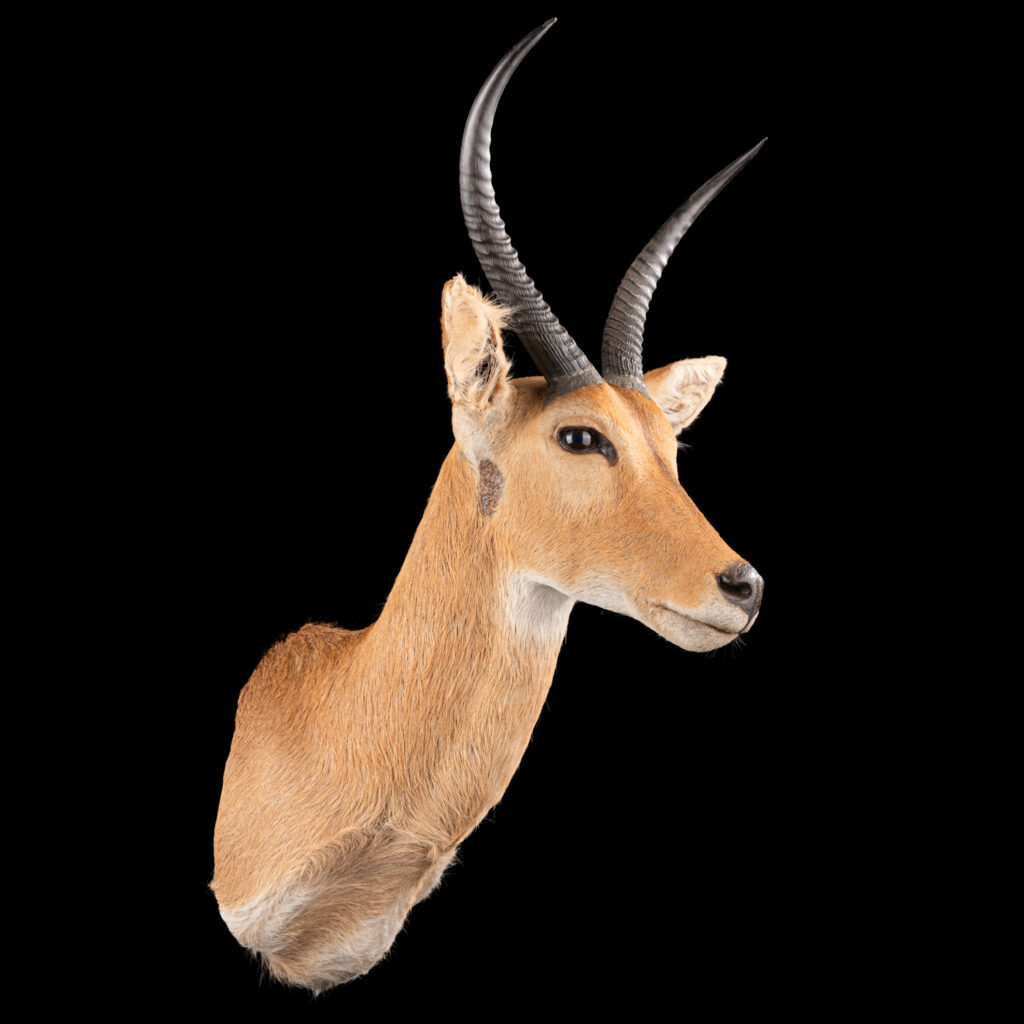 Common Reedbuck Shouldermount STR 20250423 72950
