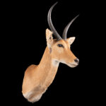Common Reedbuck Shouldermount STR 20250423 72950