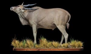 Eland Fullmount Scratching Itch 20170328 0275