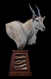Eland Pedestalmount Right Turn on Custom Base with Zebra Skin Inlays 20191024 0281