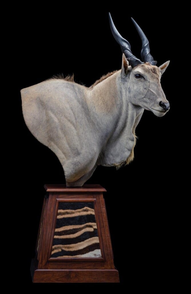 Eland Pedestalmount Right Turn on Custom Base with Zebra Skin Inlays 20191024 0281