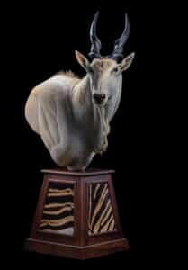 Eland Pedestalmount Right Turn on Custom Base with Zebra Skin Inlays 20191024 0282