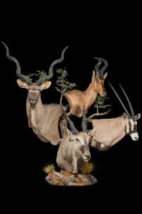 Kudu, Gemsbuck, Hartebeest and Eland Pedestalmount Combination Custom Base 20180507 0286