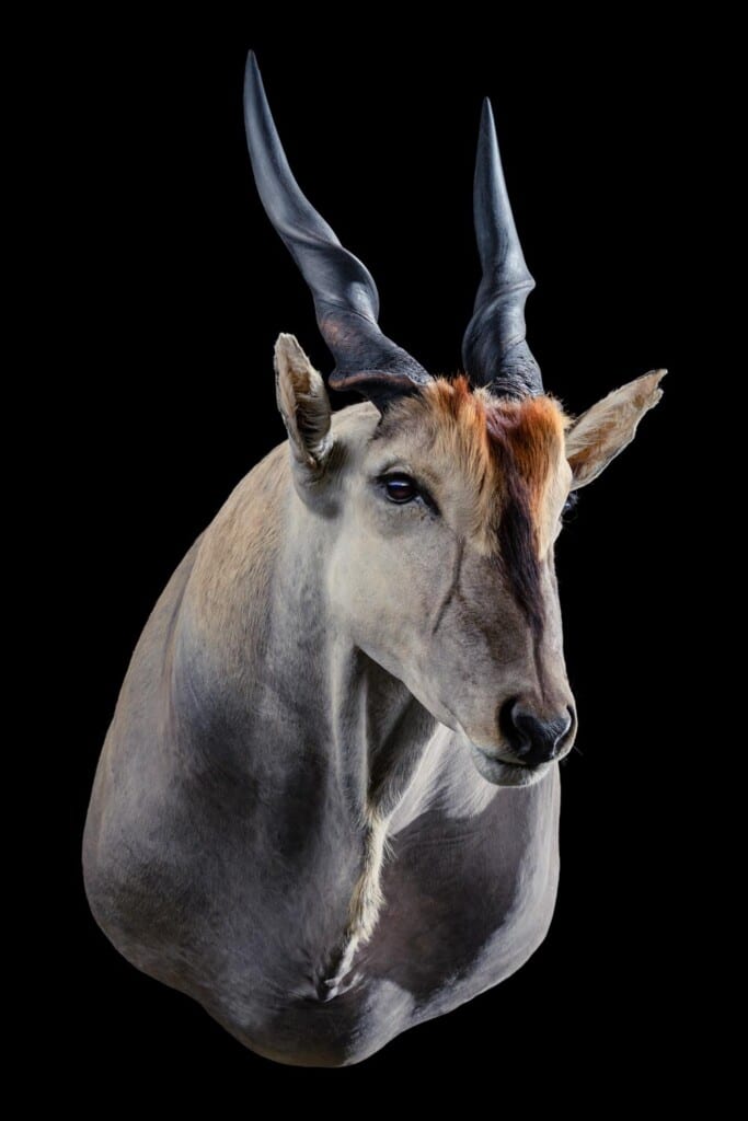 Eland Shouldermount Left Turn 20191121 0291