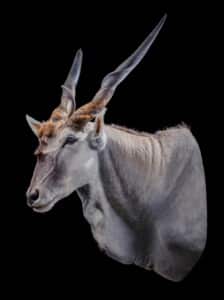 Eland Shouldermount 20191121 0292