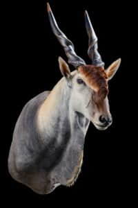 Eland Shouldermount 20191121 0293