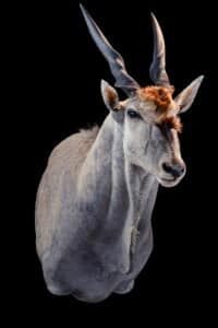 Eland Shouldermount 20200123 0290