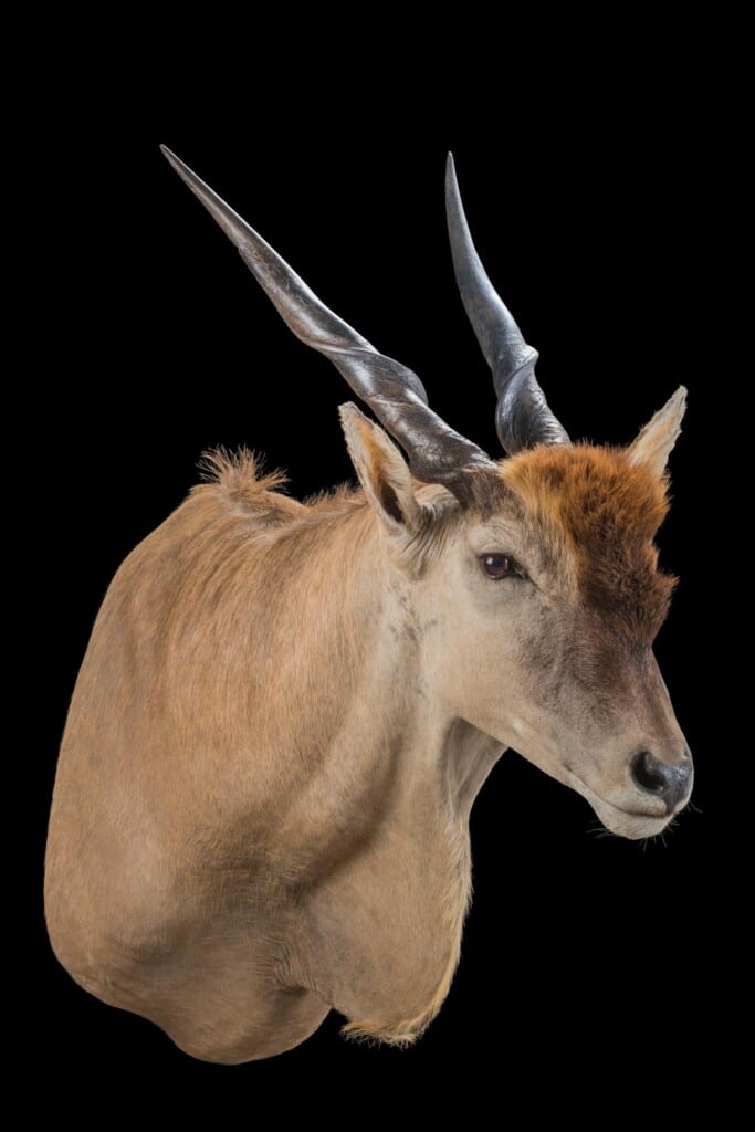 Eland Shouldermount 20220831 0288
