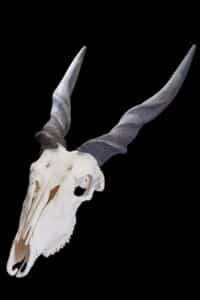 Eland Fullskull 20170818 0297
