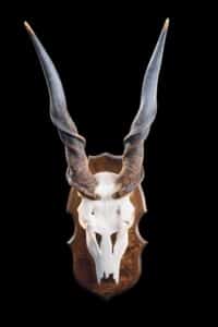 Eland Fullskull Shieldmount 20220824 0295