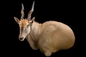 Eland Wall Pedestalmount Left Turn Flatback 20220805 0287