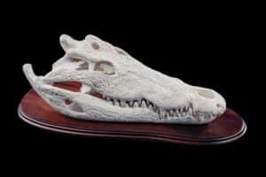 Crocodile Fullskull Shieldmount GG306