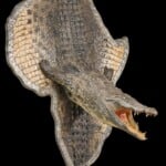 Crocodile 3D Portrait Mount Africa Shape Shield 20180406 0205