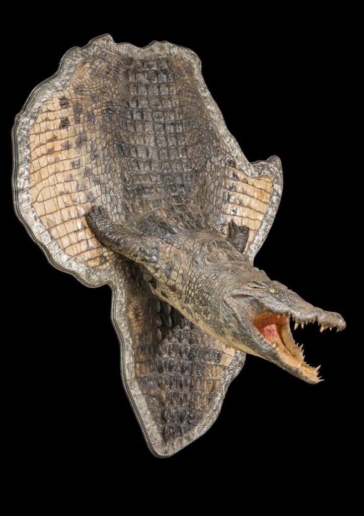 Crocodile 3D Mount Custom Africa Shield 20180406 0205