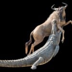 Crocodile and Blue Wildebeest Fullmount Combination 20170410 0199