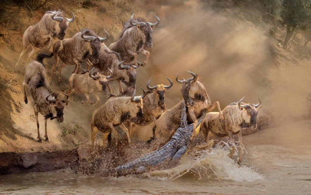 Crocodile and Blue Wildebeest Prey Fullmount Combination Custom Diorama Display 20170410 0200