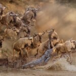 Crocodile and Blue Wildebeest Fullmount Combination Custom Diorama 20170410 0200