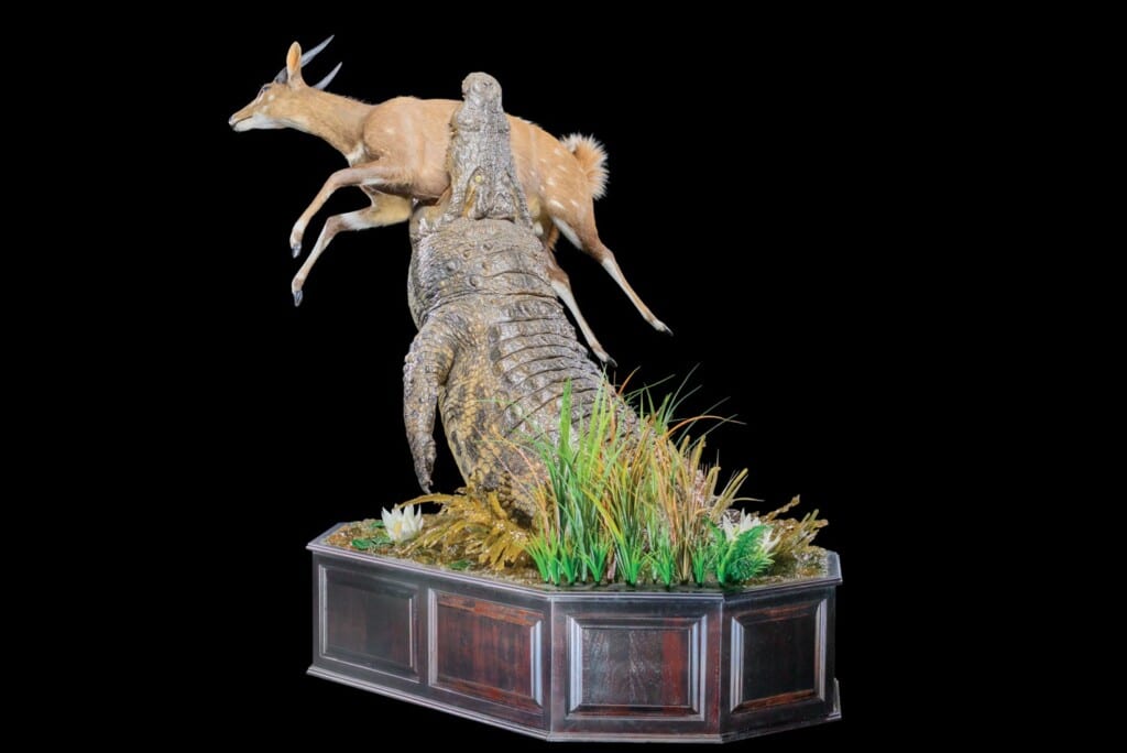 Crocodile Halfmount with Bushbuck Prey Pedestal Combination with Custom Diorama Base 20160714 0201