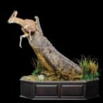 Crocodile Halfmount and Bushbuck Pedestal Combination Custom Base 20220830 0202