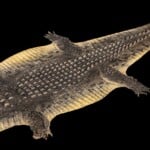 Crocodile Flatskin Tan with Scales on Felt 20220901 581