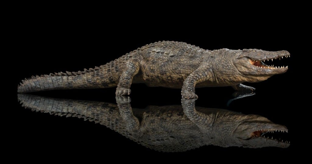 Crocodile Fullmount 20161102 0187