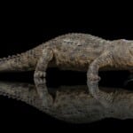 Crocodile Fullmount 20161102 0187