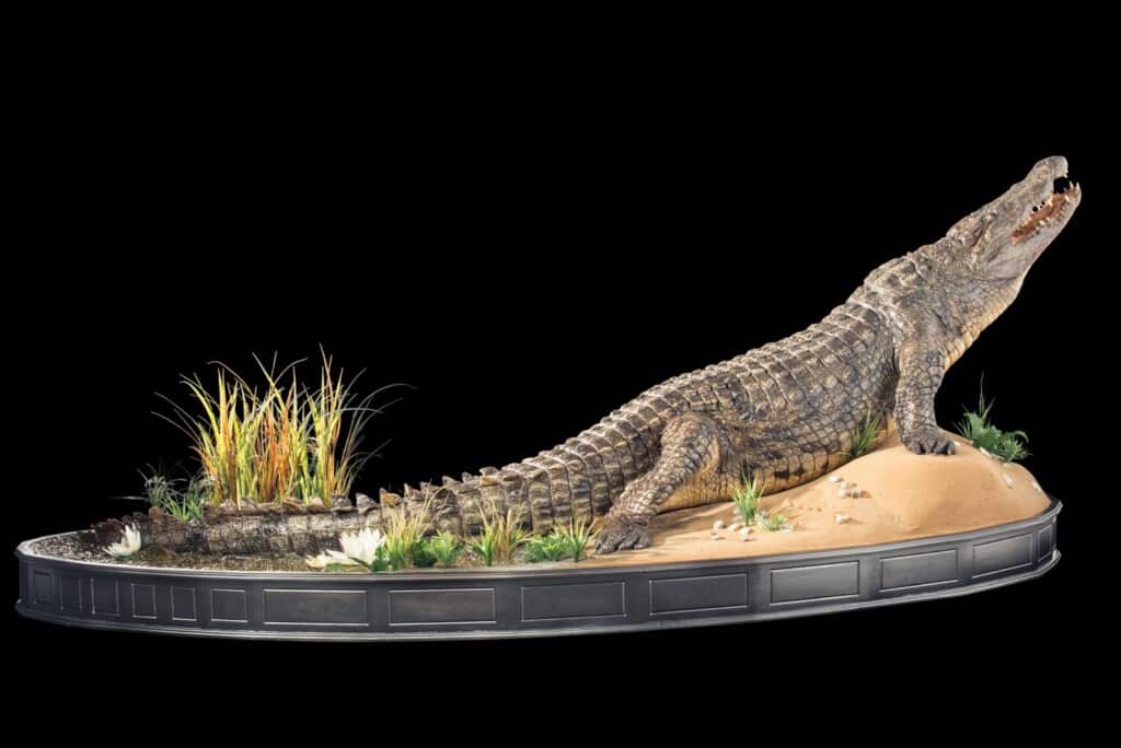 Crocodile Fullmount Custom Diorama Base 20170420 0184