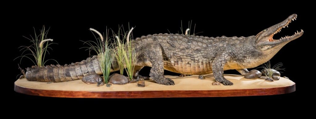 Crocodile Fullmount 20190214 0188