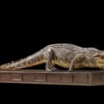 Crocodile Fullmount Custom Base 20190531 0192